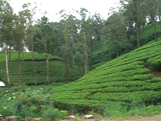 Inderin aus sri lanka kerl