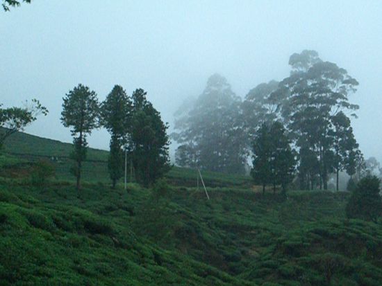 Inderin aus sri lanka kerl