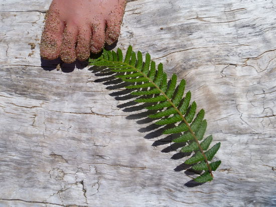 Der Silberfarn- Neuseelands Nationalpflanze- und Bens Fuss