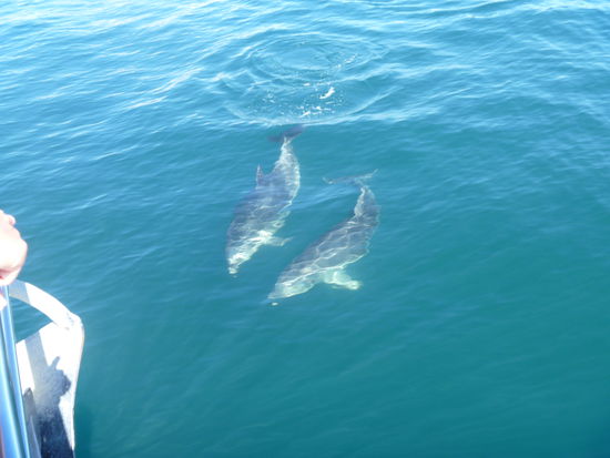 Auf der Buchttour in der Bay of Islands, nördlich von Auckland auf der Nordinsel