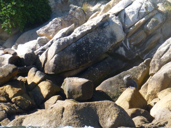 Kann man die Seelöwen erkennen? Corinna sagte links wäre Caro und rechts ich...