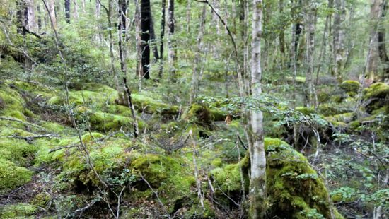 Moosbedeckter Zauberwald