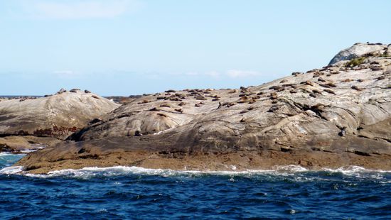 Die Seelöwen im Fjord beim Sonnenbad