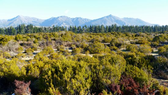 Die Mooslandschaft kommt leider überhaupt nicht raus, aber ich wollte das Bild