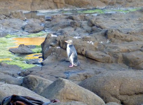 Gelbaugenpinguin bei seinem watschelnden Landgang kurz vor Sonnenuntergang in der Curio Bay