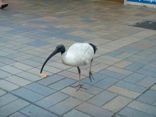 Ich glaube es ist ein Ibis, die laufen hier rum wie bei uns die Tauben