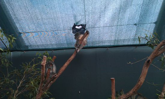 Der da war der unter dem Dach