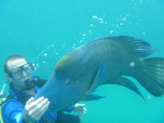 Tauchen am Great Barrier Reef- diesmal wurden unsere Erwartungen nicht enttäuscht, ein paar wirklich tolle Tauchgänge haben wir hier absolviert.