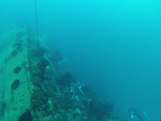 und da liegt sie! Wracktauchen empfinde ich immer als etwas ganz besonderes. Man kann sich der schrecklichen Geschichte der Seeleute nicht erwehren, das gehört sich auch so. Irgendwie macht es das Tauchen noch ruhiger, als es ohnehin schon ist.