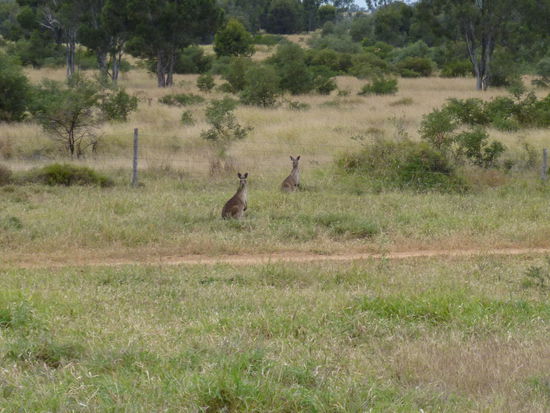 Unsere ersten Kangurus; habe schon daran gezweifelt, ob es wirklich welche außerhalb des Zoos gibt, da es so lange dauerte, bis wir welche zu sehen bekamen. Aber dann um so mehr.