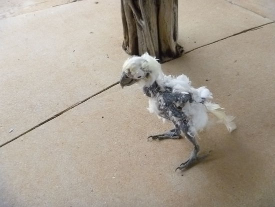 ...und nachdem Ben mit ihm gespielt hatte, neeeein das ist natürlich eine aus Europa importierte Erkrankung mit Federverlust-na klar sind wir Schuld!