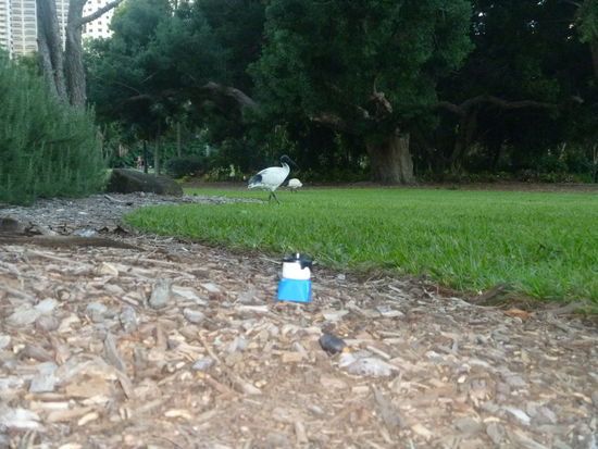 Das mag jetzt etwas seltsam anmuten. Was ist es: ein Lego Duplo Männchen im Botanischen Garten von Brisbane vor den Ibissen- Warum dieses Bild? Das ist das letzte Spielzeug, das Ben noch aus Deutschland dabei hat, alles Andere ist der natürlichen Auslese zum Opfer gefallen. Wir dachten, dass hat es verdient.