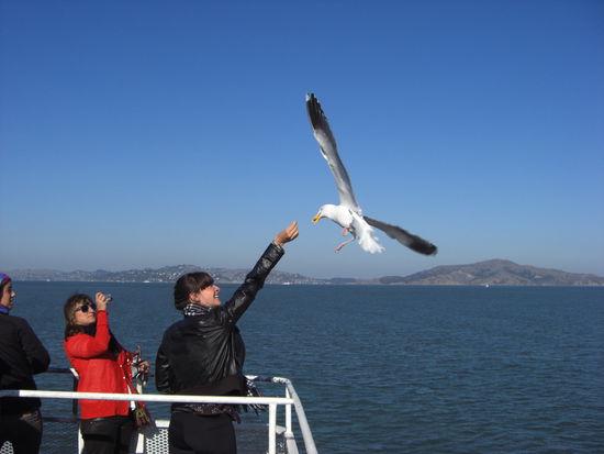Es gibt Touristen, die füttern die Möwen......
