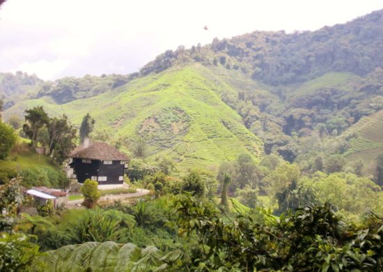 Teeplantage in den Highlands