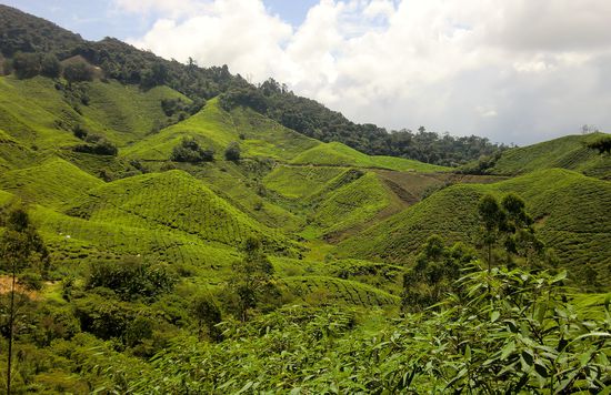 Ausblick über die Teeplantage