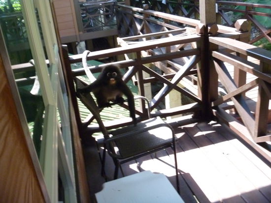 Äffchen auf unserer Terrasse