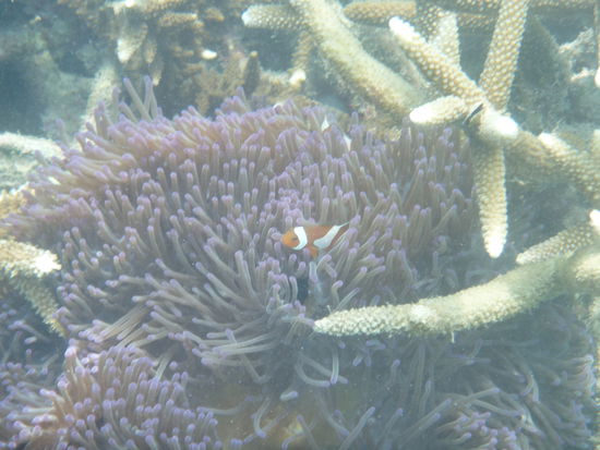 Kleiner Clownsfisch am Hausriff