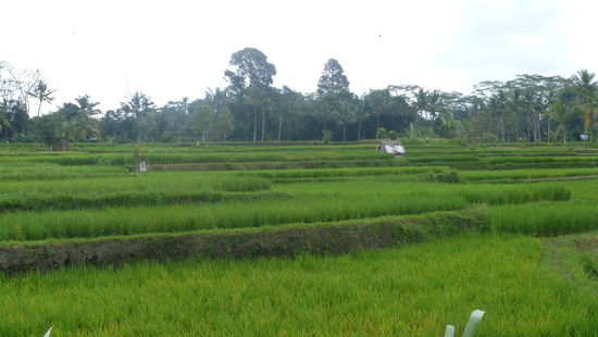Reisfelder um Ubud herum