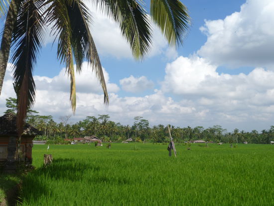 Oh wie wunderschöne Reisfeldromantik.