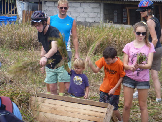Die Radtourkinder beim schlagen der Reispflanzen. Mühsame Arbeit so ein Mittagessen.