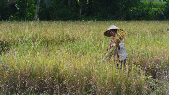 Balinesin bei der Reisernte