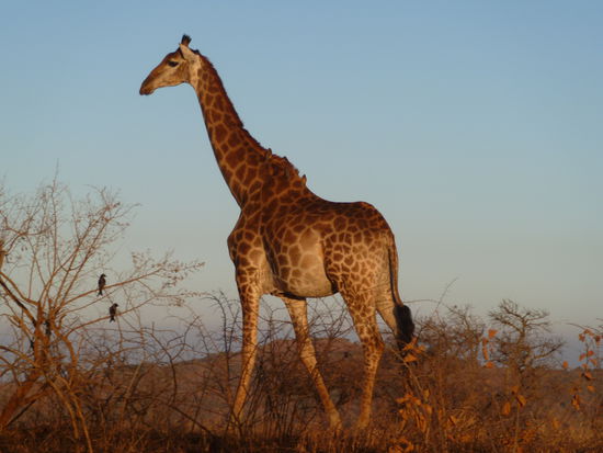 und so sieht das dann aus- Bilderbuch