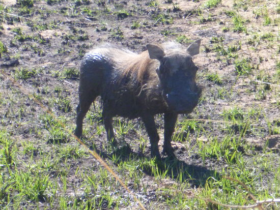 Warthog, Pumba, das Warzenschwein. Mit einem ausgewachsenen legen sich selbst die Löwen ungerne an.