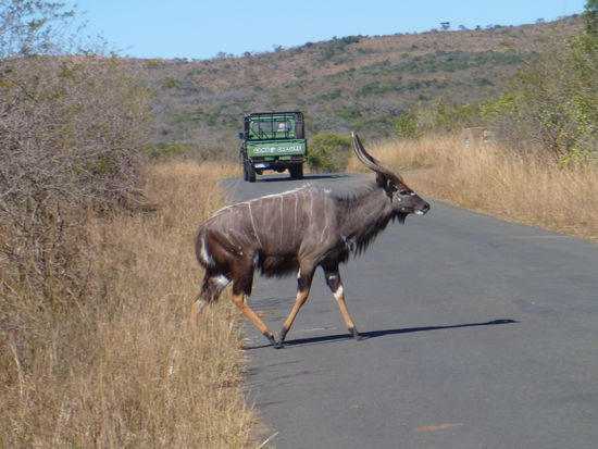 Das Kudu, das Weibchen hat keine Hörner, weil es sich versteckt- schlau