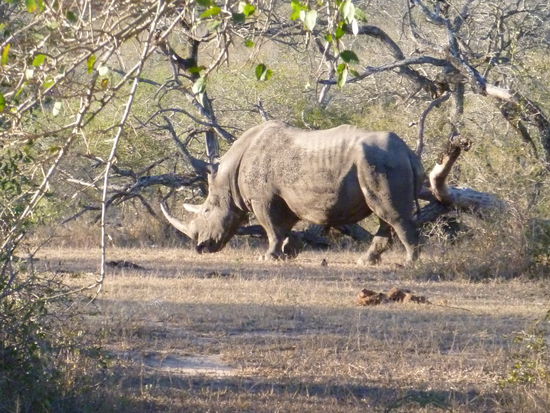Wir hatten das Glück auf eines der Nashörner zu stoßen. Leider haben die NP hier immer noch ein immenses Problem mit Wilderei. Das Horn ist wohl, man glaubt es kaum, in Asien immer noch sehr begehrt.