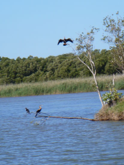 Kormoran beim trocknen seiner Flügel im st. Lucia Wetlandpark.
