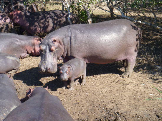Hippo Familie