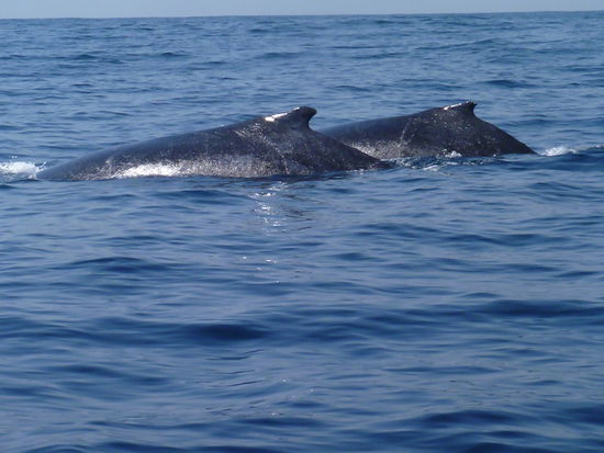 2 Buckelwale auf dem Weg nach Norden