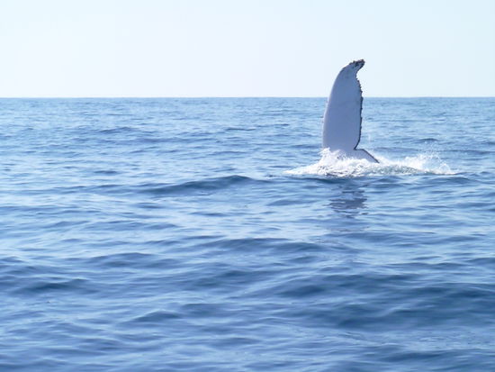 Ein kleiner Gruß zum Abschied