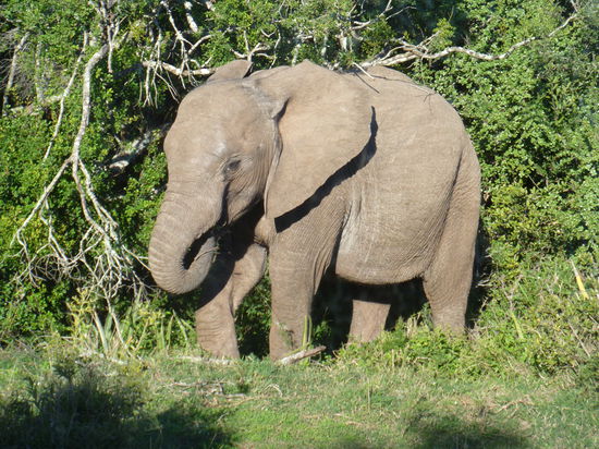 Unser erster Elefant
