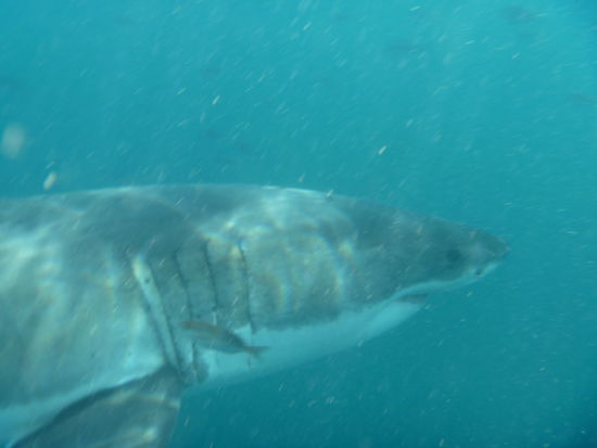 Ich war mir nicht sicher, ob ich diese Käfigtauchen machen will, aber es war die richtige und sehr aufschlussreiche Erfahrung.