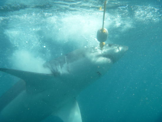 Der grosse weisse Hai, Menschen beisst er nur aus Versehen oder aus Neugier, ins Beuteschema passen wir nicht. Zu wenig Fett und zu viele Knochen- jedenfalls die Meisten von uns. 