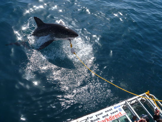 ... ein besonderer Glückstreffer.
Der will doch nur spielen.