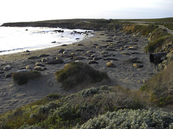 Seeelefanten direkt am Parkplatz