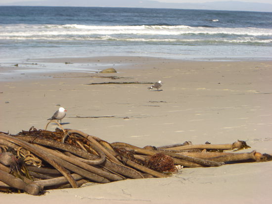 Die Preisfrage an die Biologen..ich glaube es ist nur Einer.
Was ist das...Wasserpflanze, peitschenähnlich mit einem kolbenförmigen Ende ?
