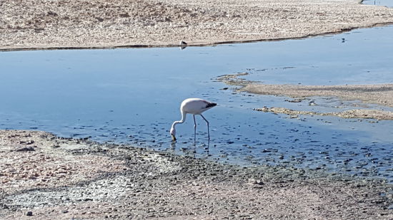Flamingo in der Salar de atacama.