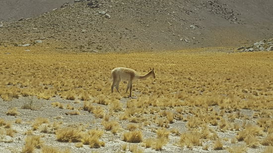 Hier ist grillfleisch.�