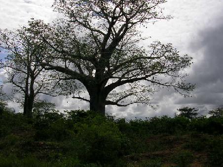Der Baobab - oder Affenbrotbaum - ziert die Landschaft.