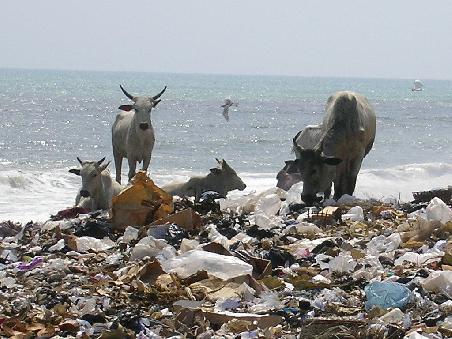 Kühe "weiden" auf einer Müllhalde am Meer.