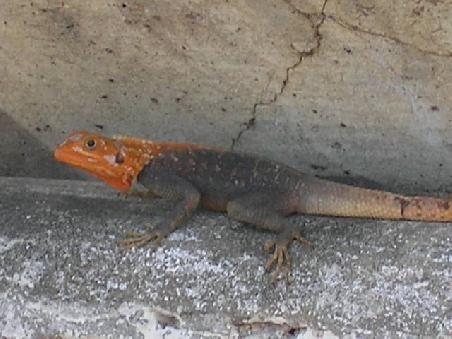 Dieser ca. 15 Zentimeter lange "Lizard" wärmt sich in der Sonne. Man findet sie fast überall.