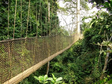 ...bis man den Canopy Walkway erreichte.