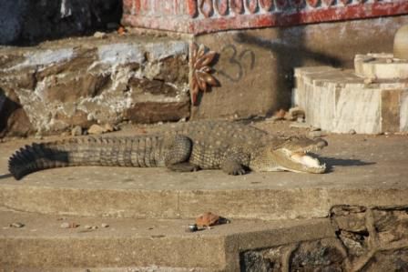 ein einsames Krokodil an einem Tempel