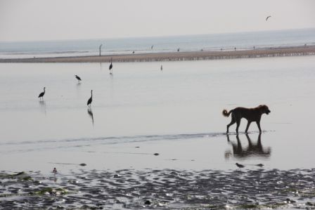 Salaia Beach in Mandvi