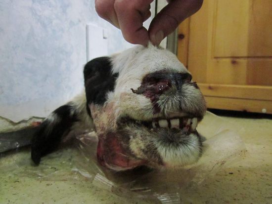 Welcome to Mongolia! Das Land der Fleischesser! Der Kopf lag bei meiner Ankunft im Hostel auf dem Fussboden in der Kueche...