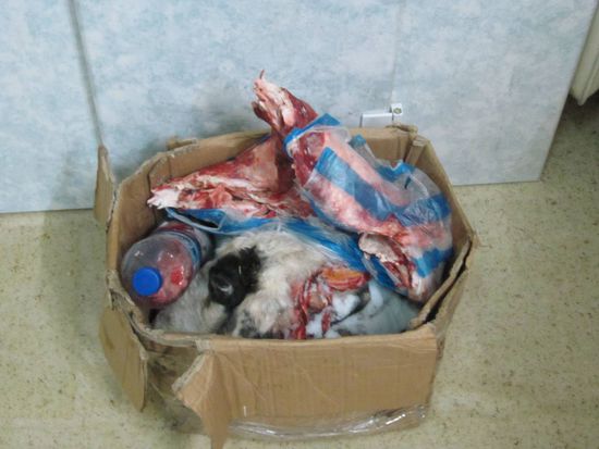 Einen Tag spaeter war immerhin alles in ner Pappschachtel verstaut. Inklusive der Eingeweide in der Plastikflasche...