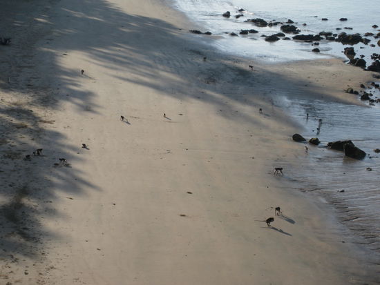Affen unter unserem Balkon auf Krebsfang...